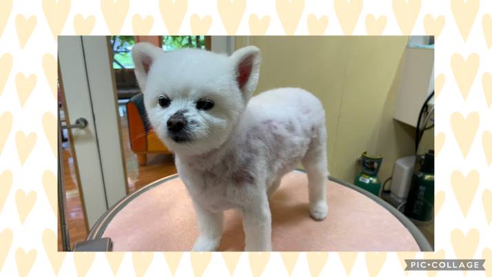 ポメ ころすけちゃん