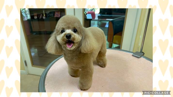 TP たたちゃん