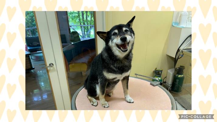 柴犬 小梅ちゃん