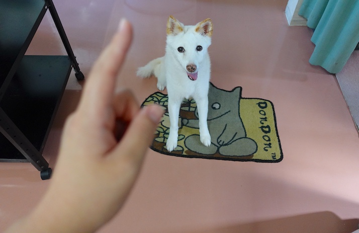 お座りシロちゃん