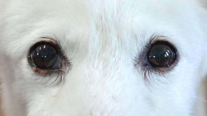 シロちゃん眼