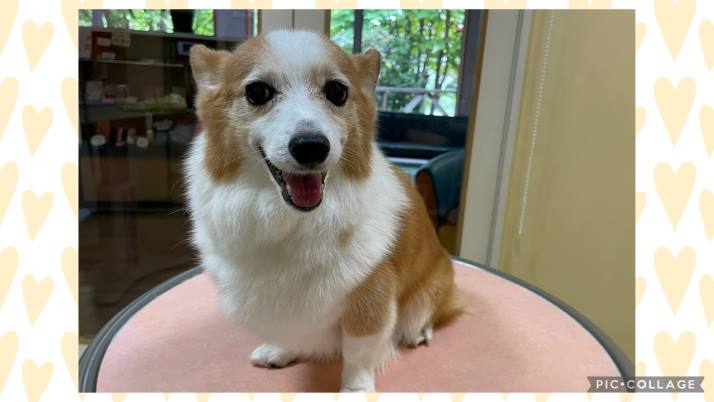 ミッキーちゃん