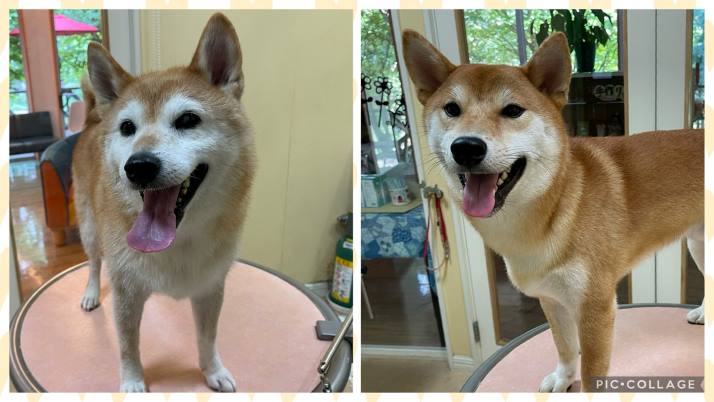 トリミング内容って？｜佐倉市の動物病院なら若山動物病院