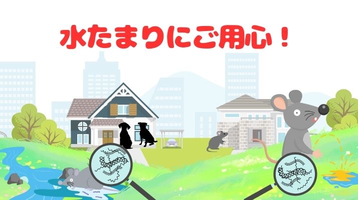 水たまりにご用心！犬のレプトスピラ症｜佐倉市の動物病院なら若山動物病院
