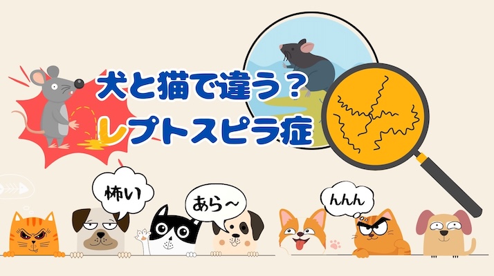 犬と猫で違う？レプトスピラ症｜佐倉市の動物病院なら若山動物病院