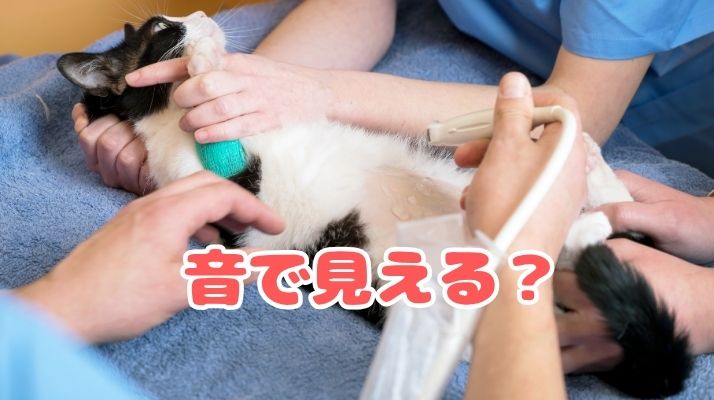 音で見える？｜佐倉市の動物病院なら若山動物病院
