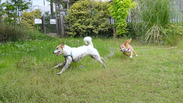 走るルーサーロイス