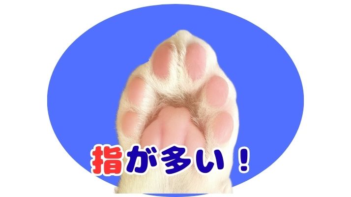 指が多い猫？｜佐倉市の動物病院なら若山動物病院