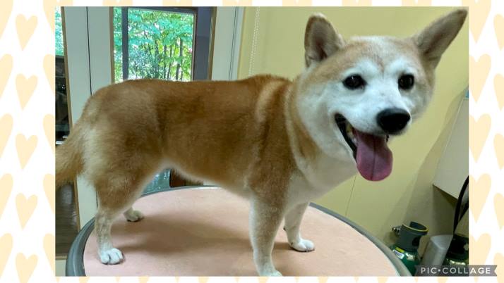 柴犬 きなこちゃん