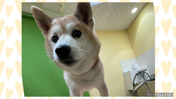 柴犬 さくちゃん