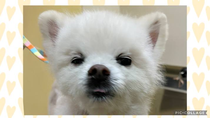 ころすけちゃん