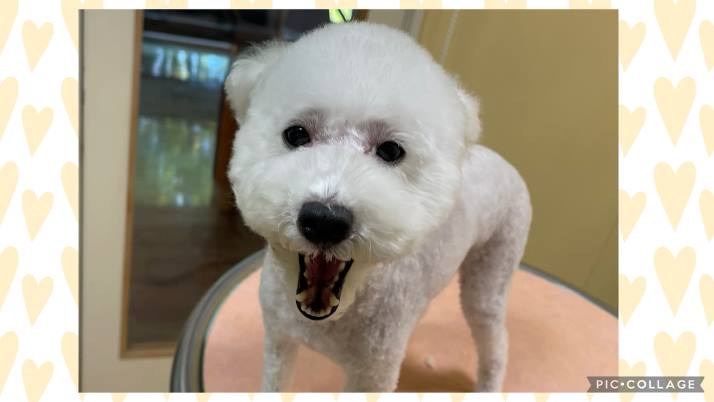 ニコちゃん