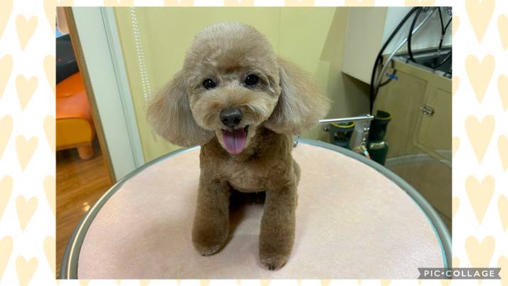 毛玉があると｜佐倉市の動物病院なら若山動物病院