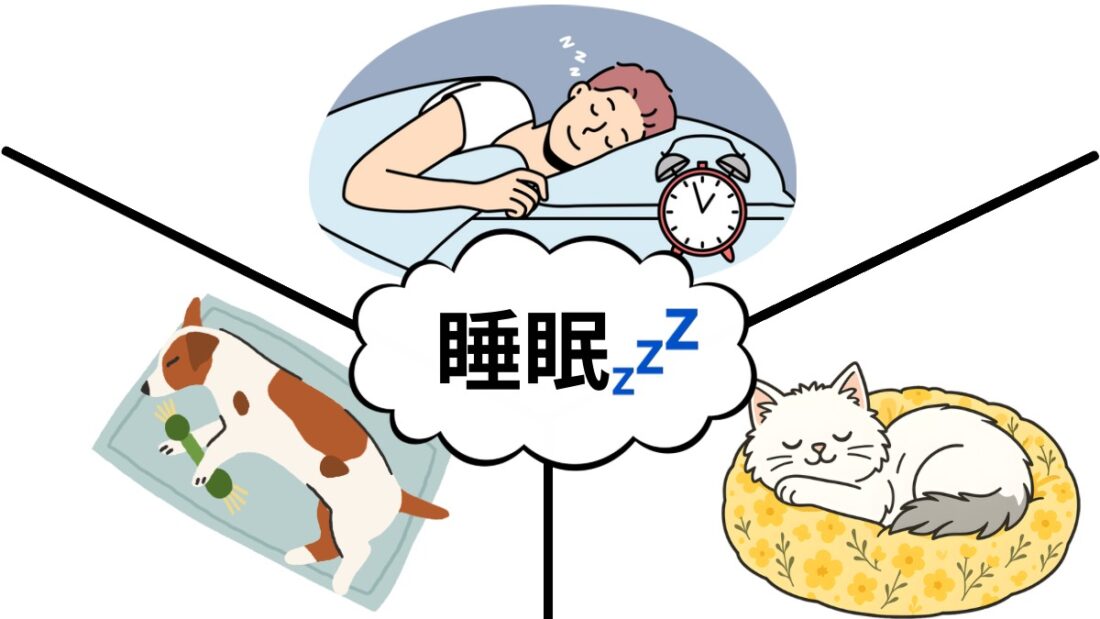 人とは違う犬猫の睡眠💤｜佐倉市の動物病院なら若山動物病院