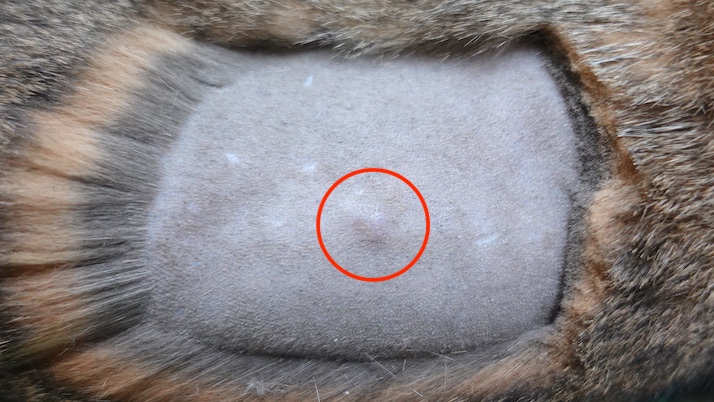 おきくの腫瘤