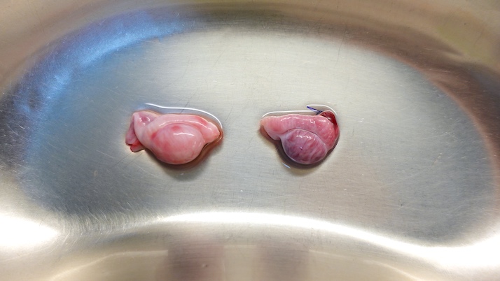 犬の睾丸