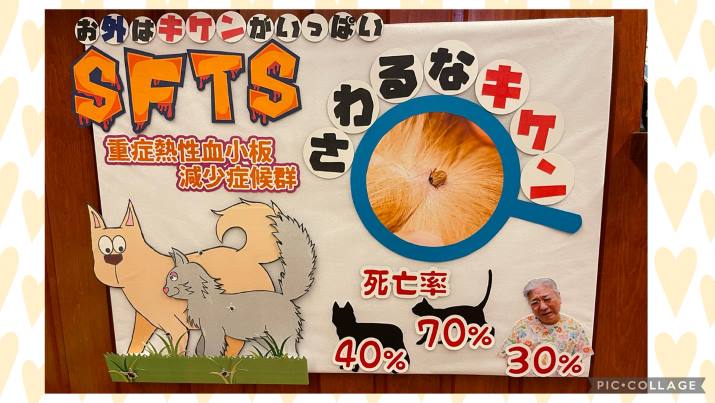 SFTS