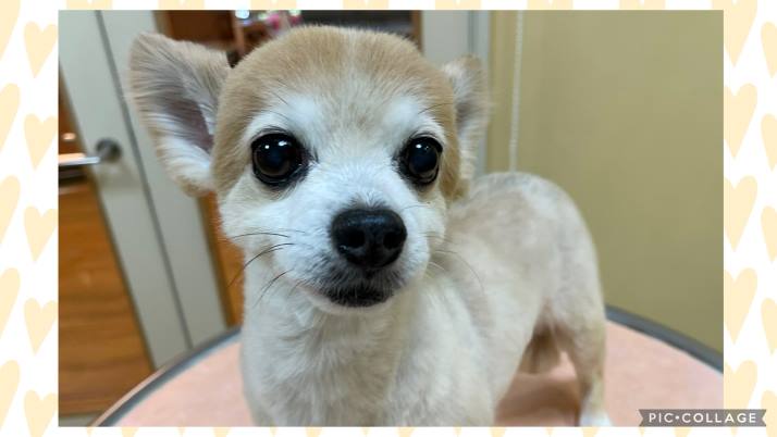 チワワ もんたちゃん