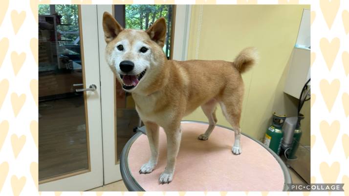 柴犬　小梅ちゃん