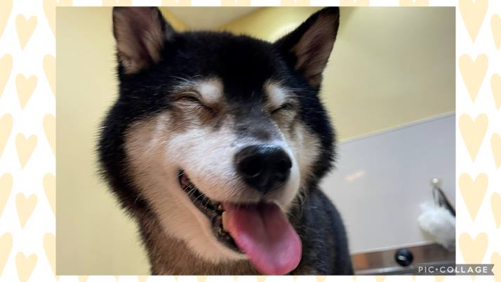 柴犬 コロちゃん
