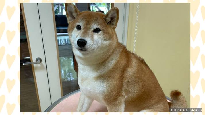 柴犬　みやびちゃん