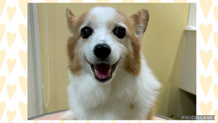 MIX ミッキーちゃん