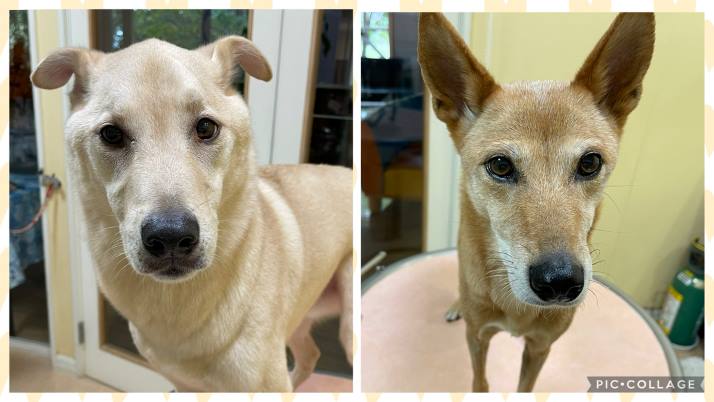 ネオちゃんココちゃん