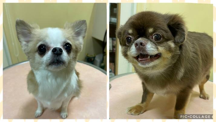 チロルちゃんココアちゃん