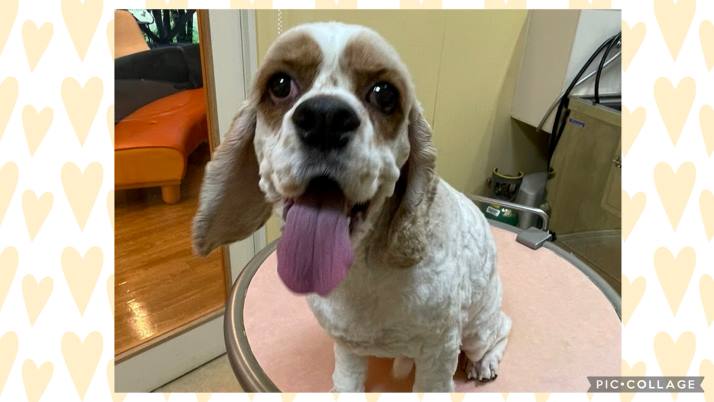 AC
あんこちゃん