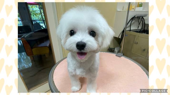 マルチーズ
福ちゃん