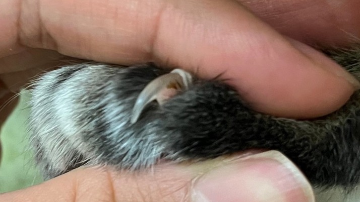 おきくちゃんの爪