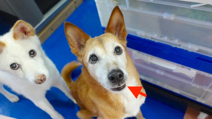 トレーニング中のロイス