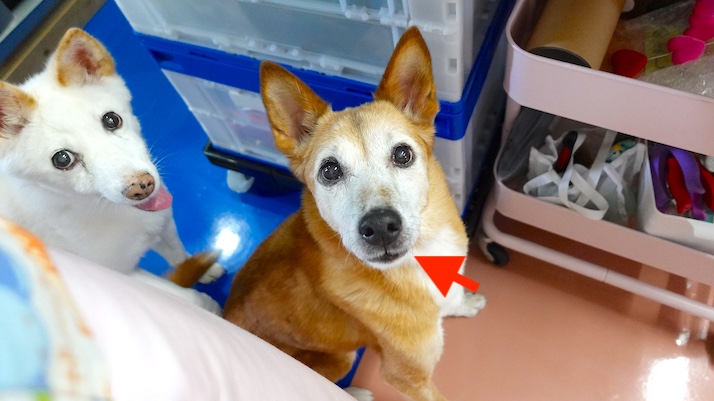 トレーニング中のロイス