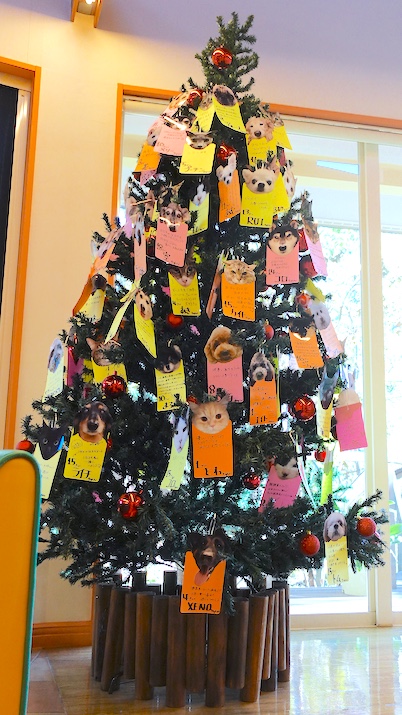 あと１ヶ月｜佐倉市の動物病院なら若山動物病院