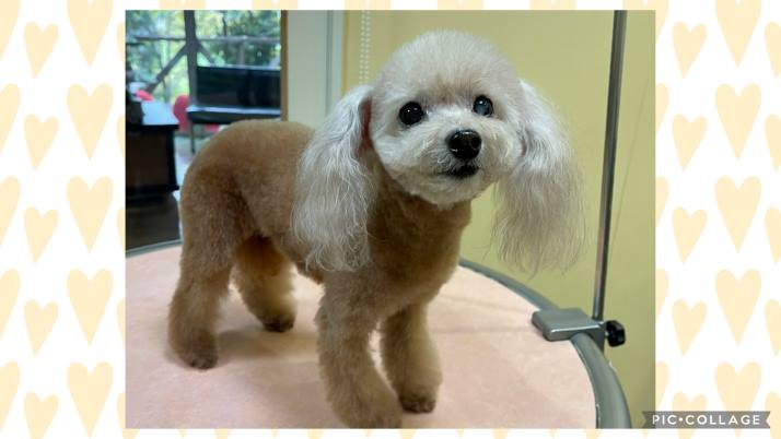 TP
てまりちゃん