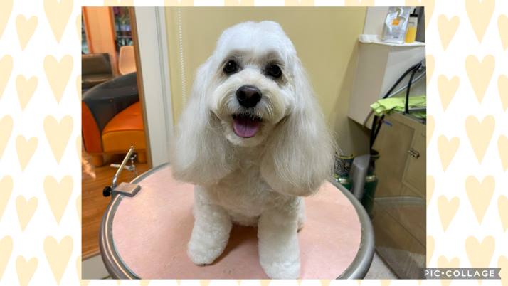 MIX
クレアちゃん