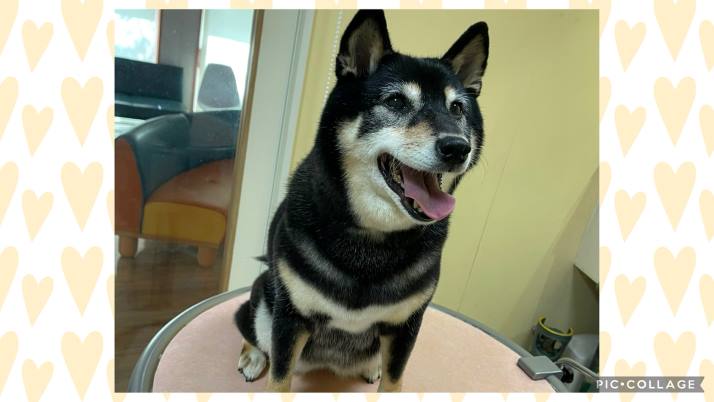 柴犬 小梅ちゃん