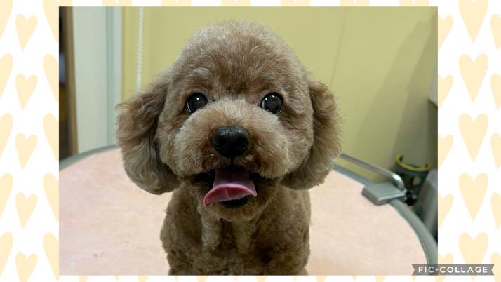 シェリーちゃん