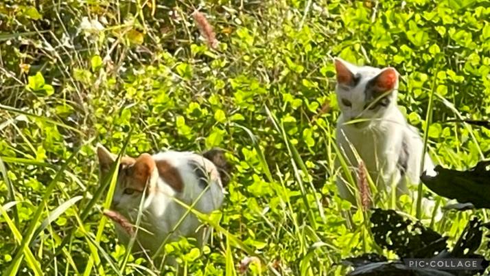 ストリートキャット