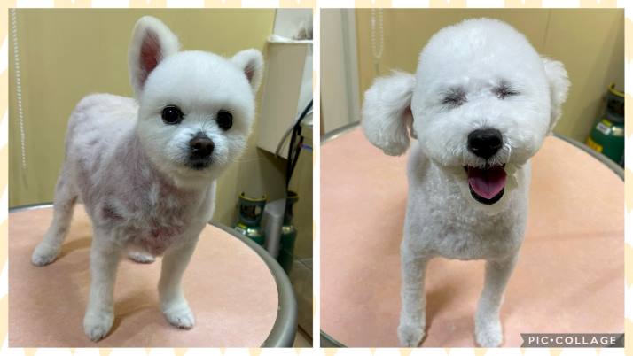 ころすけちゃん
ニコちゃん