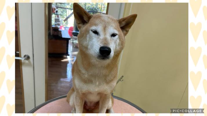 柴犬、小梅ちゃん