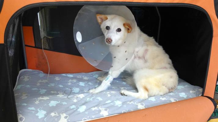 高濃度ビタミンC治療中のシロ