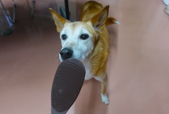 しゃもじとロイス