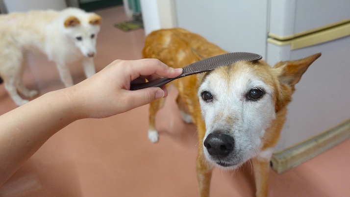 マッサージロイス