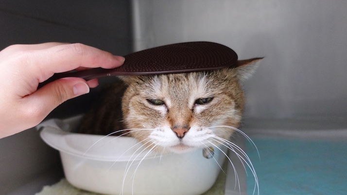 マッサージおきく