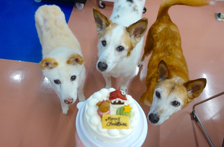 クリスマスケーキとシロロイスルーサー