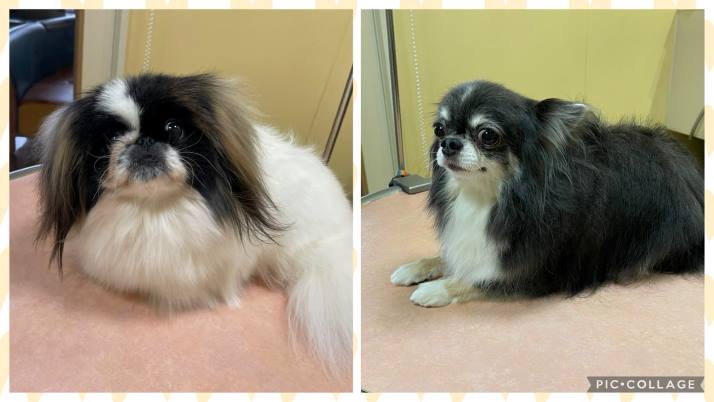 charちゃん&cocoちゃん