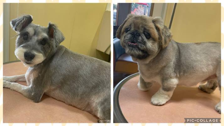 あやめちゃんもみじちゃん