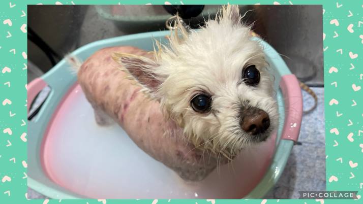 ころすけちゃん