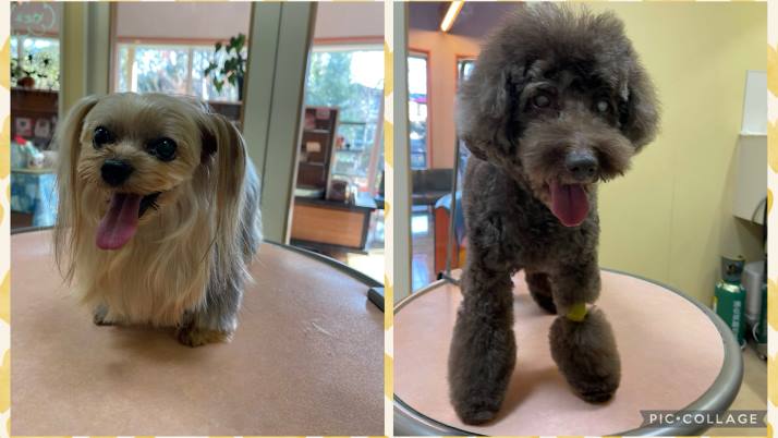 つぼみちゃん亜っくん